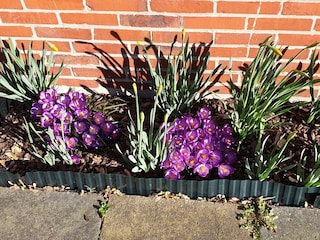 Blumenecke auf der Terrasse