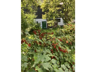 Johannisbeeren im Obstgarten