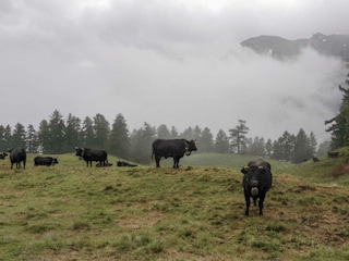 Kühe auf Mossalp nach Gewitter