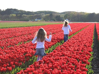 Fangen spielen in den Tulpenfeldern
