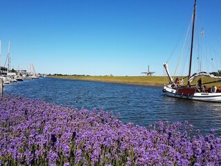 Lavendelblüte am großen Kanal