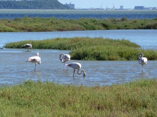 in den Lagunen