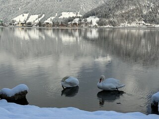 Apartment Walchsee Environment 25