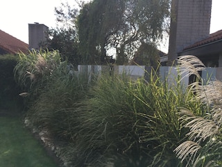 Gräser im Garten