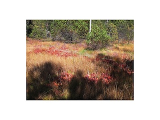 Hochmoor im September auf den Pleïades