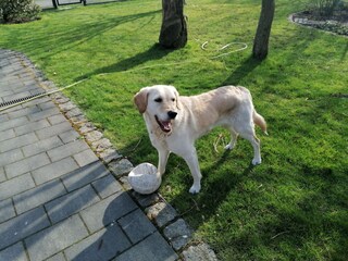 Familienhund Nelly