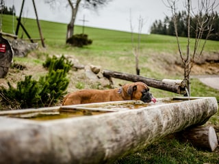 The wooden trough in front of the yard