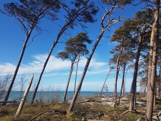 Casa de vacaciones Zingst Entorno 37