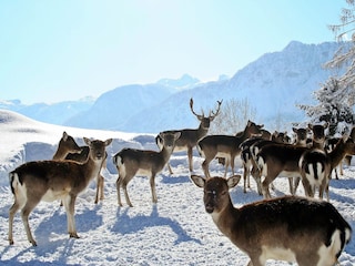 Bad Goisern im Winter