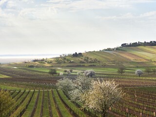 Weingärten