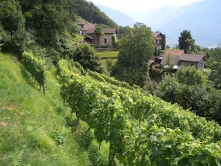 Tenuta Casa Cima