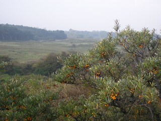 Die Düne von Schouwen-Duiveland