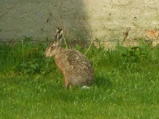 and in summer the rabbits