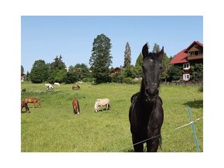 Vakantiehuis Pruggern Omgeving 31