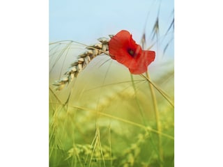 Natur pur ...