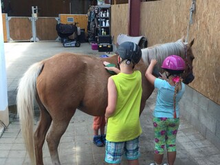 First contact with the horse