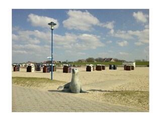 Seehund Strand Strandkörbe